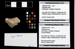 Foto (Objekt + Etikett) von Cyclothyreus sp.  (NHMW-GEO-1990-0041-4706)
